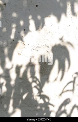 Leaves shadow with harsh light on an old cracked, plastered wall. Hard shadows on a white background. Stock Photo