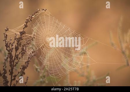 Autumn mood background. Beautiful spider web on the dry grass covered with dew Stock Photo
