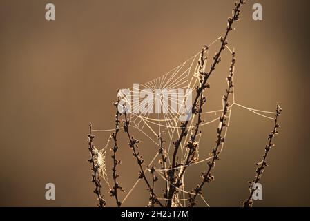 Autumn mood background. Beautiful spider web on the dry grass covered with dew Stock Photo