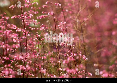 Lovely abstract background with pink flowers. Soft focus photo Stock Photo