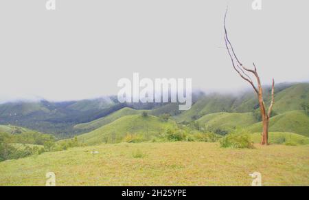 View from one of the meadows in Vagamon during a foggy morning with a dry tree in the foreground Stock Photo