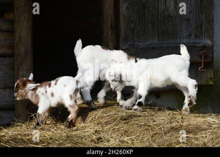 white goat kids running on straw in front of shed Stock Photo