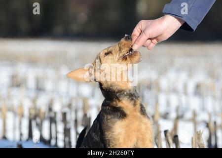 dog airedale terrier gets reward Stock Photo