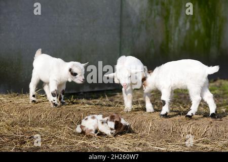 white goat kids standing and goat kid lying on straw Stock Photo