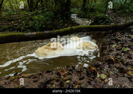 Fast flowing water creates froth of water contaminants. Slade Brook tufa forming stream, St Briavels. Stock Photo