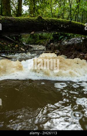 Fast flowing water creates froth of water contaminants. Slade Brook tufa forming stream, St Briavels. Stock Photo