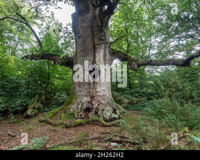 Old oak trees in protected nature reserve jungle Sababurg, Weserbergland, Germany Stock Photo