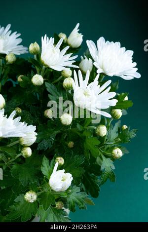 White chrysanthemums in a pot. Autumn flower at home. Bouquet of flowers. Close-up of white chrysanthemum flower bush. Stock Photo