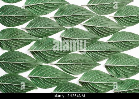 creative green pineapple sage leaf pattern with paper card note on white paper background. Flat lay Stock Photo