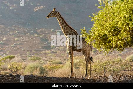 Giraffes in the northern Namibia desert. Stock Photo