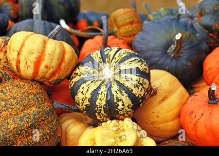 Small ornamental gourd with yellow and black striped skin in pile of colorful pumpkins Stock Photo