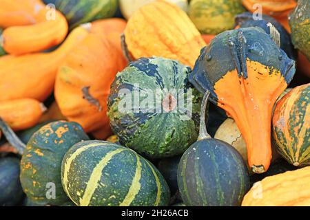 Green striped small ornamental gourd between many small pumpkins Stock Photo