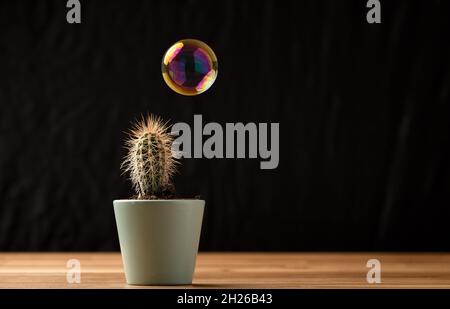 Soap bubble floating on air close to cactus succullent on black background. Risk, danger, fragility concept. Stock Photo