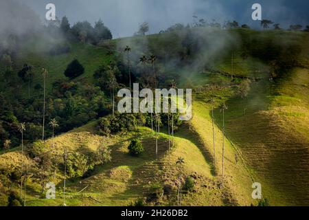 View of the beautiful cloud forest and the Quindio Wax Palms at the Cocora Valley located in Salento in the Quindio region in Colombia. Stock Photo