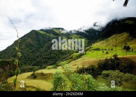 View of the beautiful cloud forest and the Quindio Wax Palms at the Cocora Valley located in Salento in the Quindio region in Colombia. Stock Photo