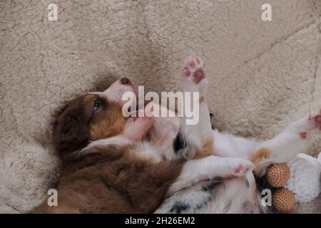 Two Australian Shepherd puppies are having fun playing and lying on white soft blanket with their paws raised high up. Aussie red tricolor and blue me Stock Photo