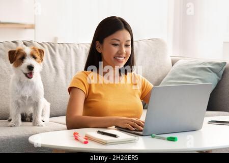 Cheerful japanese lady surfing on Internet, cute puppy sitting by Stock Photo