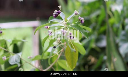 Beautiful purple small fruits on a small plant called green mosaic Stock Photo