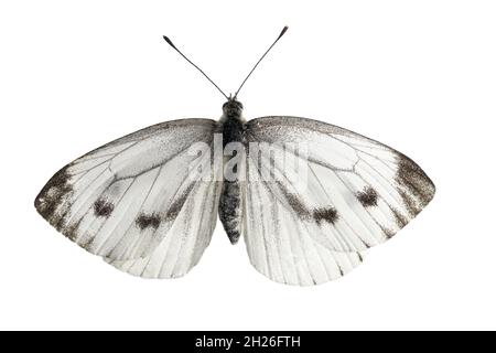 close up of a cabbage white butterfly isolated on white Stock Photo
