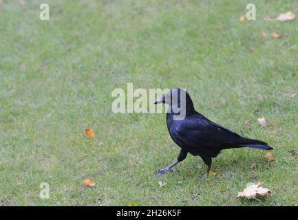 Carrion Crow (Corvus corone) St James's Park, London, UK Stock Photo