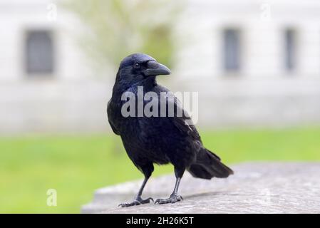 Carrion Crow (Corvus corone) Horse Guards Road, London, UK Stock Photo