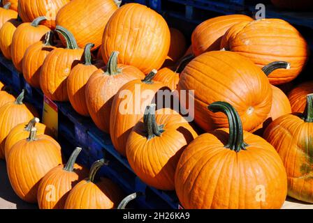 Pumpkins for sale in Lakewood, Ohio Stock Photo