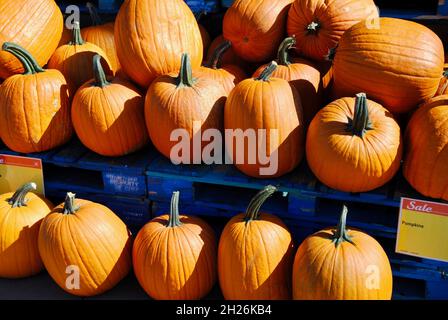 Pumpkins for sale in Lakewood, Ohio Stock Photo