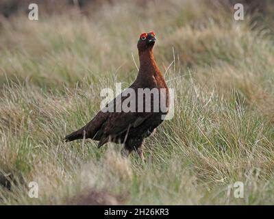 single male Red Grouse ( Lagopus lagopus) with red eyebrows & white eye-ring in rough grass of upland heather moor in Cumbria,England UK Stock Photo