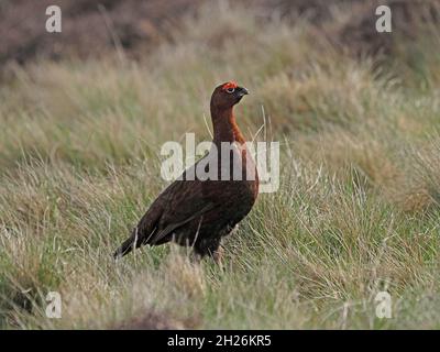 single male Red Grouse ( Lagopus lagopus) with red eyebrows & white eye-ring in rough grass of upland heather moor in Cumbria,England UK Stock Photo