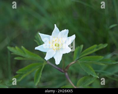 pure white veined petals of Wood Anemone flower (Anemonoides nemorosa) contrasts with yellow stamens & green foliage in Spring -Cumbria, England,UK Stock Photo