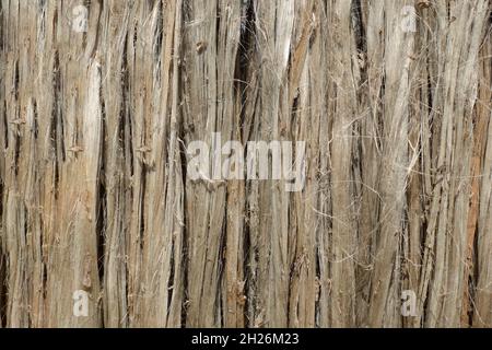 Closeup view of raw jute fiber. Rotten jute is being washed in water and dried in the sun. Brown jute fiber texture and details background. Stock Photo