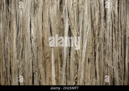 Closeup view of raw jute fiber. Rotten jute is being washed in water and dried in the sun. Brown jute fiber texture and details background. Stock Photo
