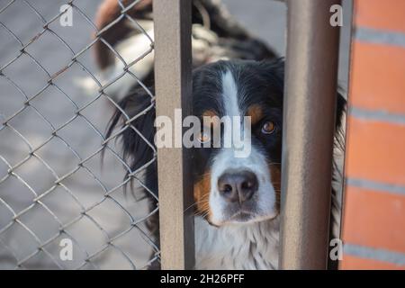 Bernese mountain dog looking through bars into the camera selective focus Stock Photo