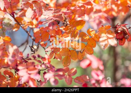 Bright colorful leaves on bushes in autumn, selective focus Stock Photo