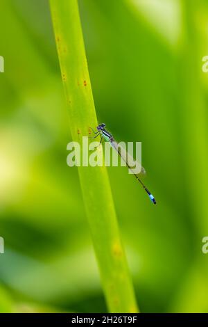 Macro dragonfly ( Coenagrion puella ) in dew drops, on a daisy flower ...