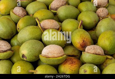 Hands openning newly collected fresh walnuts gathered together. Stock Photo