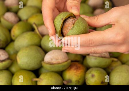 Hands openning newly collected fresh walnuts gathered together. Stock Photo