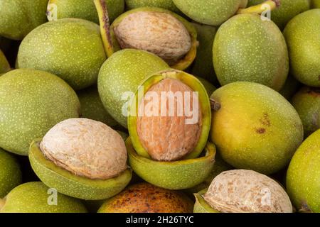 Hands openning newly collected fresh walnuts gathered together. Stock Photo