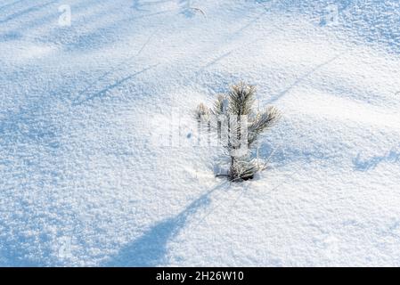 Small fir tree covered with frost grows alone on snowy area Stock Photo