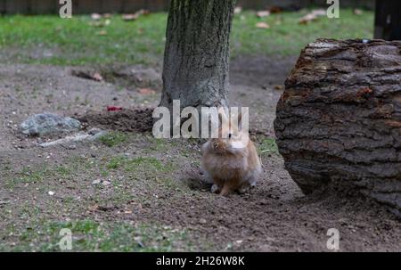 A picture of a Lionhead Rabbit at the Kraków Zoo Stock Photo - Alamy