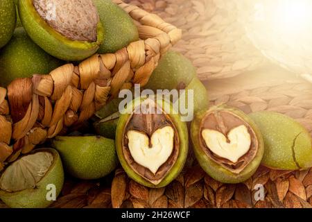 Hands openning newly collected fresh walnuts gathered together. Stock Photo