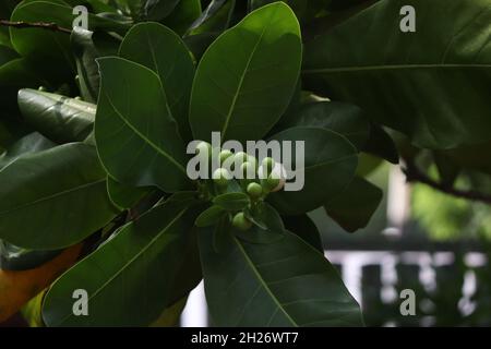 Lecythidaceae (brazil nut family) » Barringtonia asiatica beautiful green flower bud beautiful green backround Stock Photo