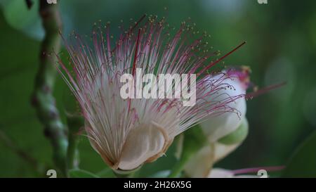 Lecythidaceae (brazil nut family) » Barringtonia asiatica beautiful flower Stock Photo