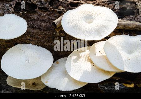 White mushrooms growing on a dead wood Stock Photo