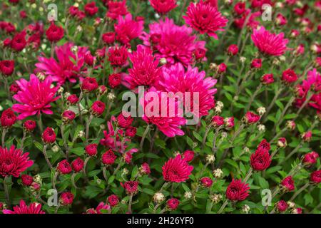 Pink garden chrysanthemum flowers bush. Beautiful floral background Stock Photo
