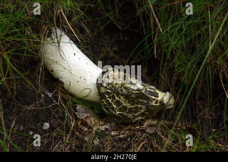 common stink horn mushroom Stock Photo