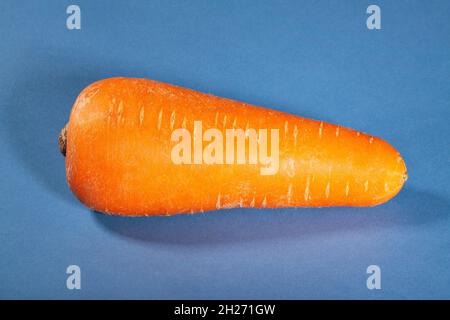 single carrot on blue background Stock Photo