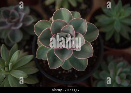 Succulents rosettes in pots, top view. Composition of colorful varieties of echeveria and sedum plants. High quality photo Stock Photo