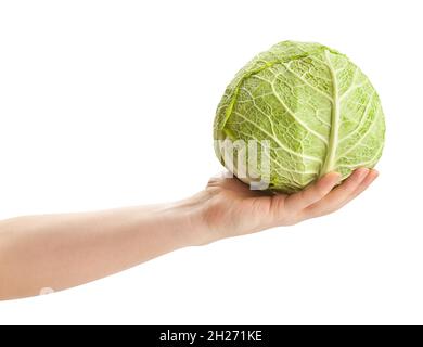 savoy cabbage in hand path isolated on white Stock Photo