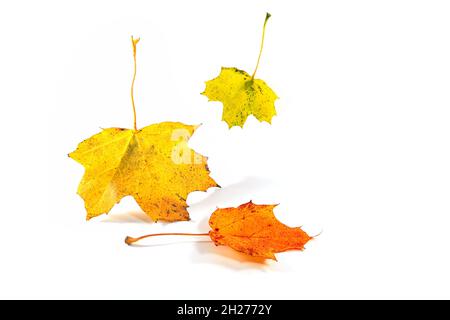 Three colorful autumn leaves of a maple tree falling down, isolated with small shadows on a white background, seasonal greeting card, copy space, sele Stock Photo